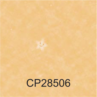 CP28506